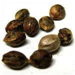 Семена марихуаны АК-47  (Seeds AK-47) в Нариманове